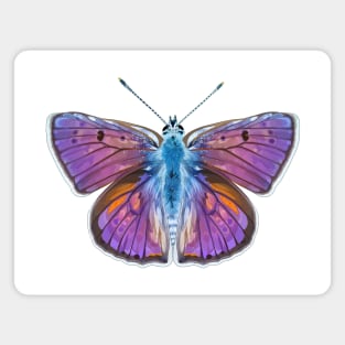 Beautiful Purple-Shot Copper Butterfly Magnet